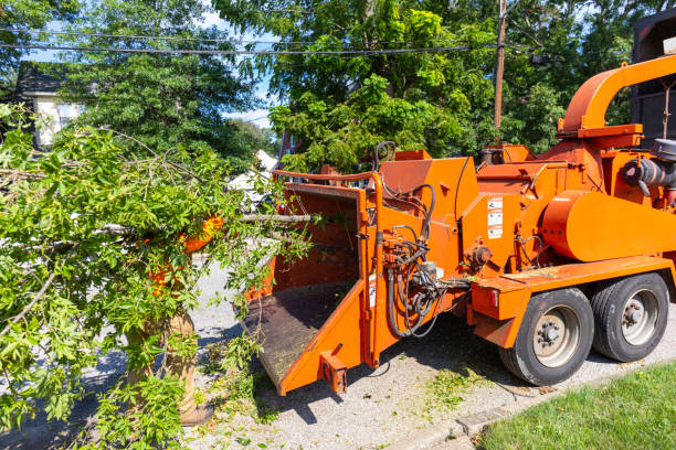 Best Stump Grinding Near Me  in Robbins, NC